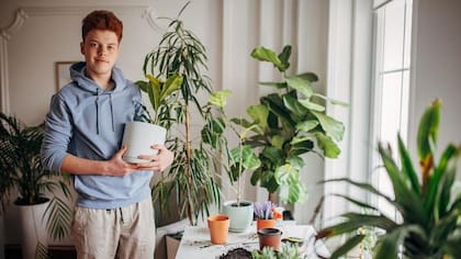 Las plantas nos dan una sensación de bienestar.
