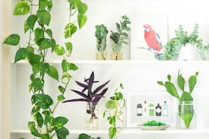 Las plantas poseen decenas de beneficios asociados al bienestar mental