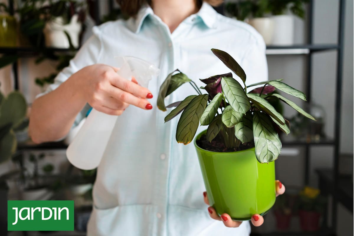Las plantas que están adentro de tu hogar no se riegan igual en invierno que durante el verano.