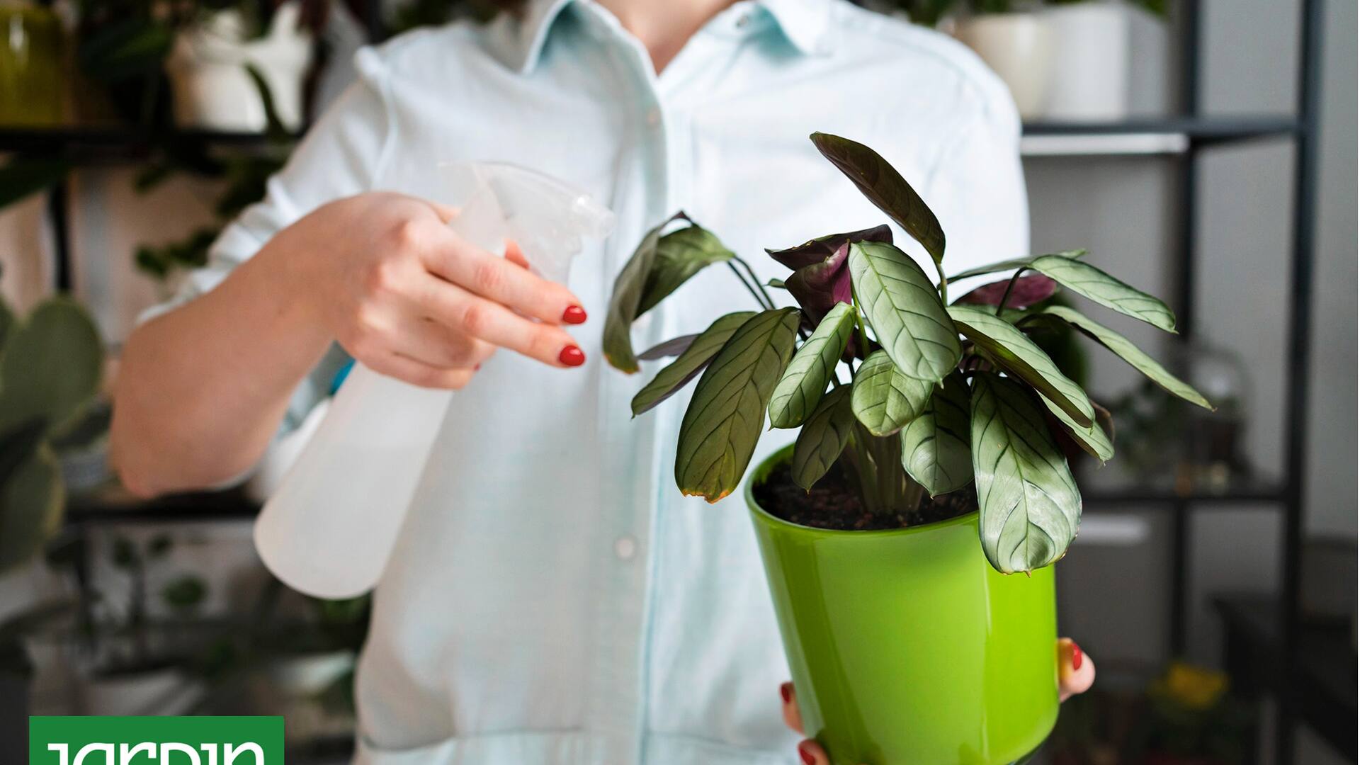 Las plantas que están adentro de tu hogar no se riegan igual en invierno que durante el verano.