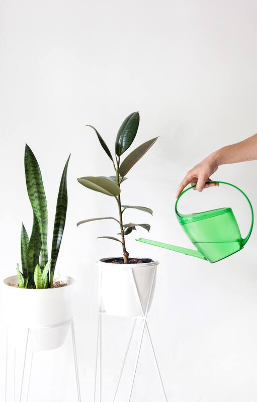 Las plantas que están adentro de tu hogar no se riegan igual en invierno que durante el verano.