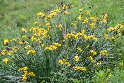 Las plantas que florecen solo una vez en primavera, como Sisyrinchium, necesitan una poda de limpieza al finalizar la temporada