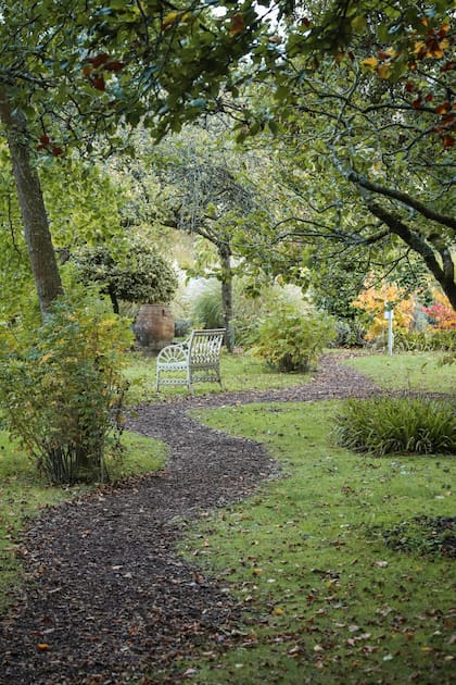 Las plantas que poseemos en el jardín podrían ser nocivas para el organismo de nuestros perros