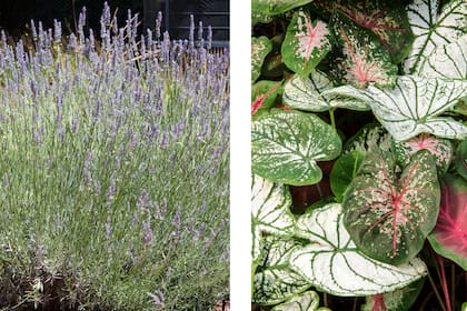 Las plantas que tienen hojas pequeñas, como la lavanda, crecen mejor cuando se cultivan a pleno sol. Las de hojas de múltiples colores, como el Caladium bicolor, pueden verse afectadas por un exceso o falta de luz
