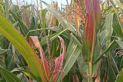 Las plantas quedan con sus entrenudos cortos, proliferan espigas infértiles, también se produce el acortamiento del período del llenado de grano y a veces muerte prematura de plantas