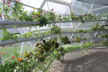 Las plantas se colocan sobre agujeros hechos sobre caños.