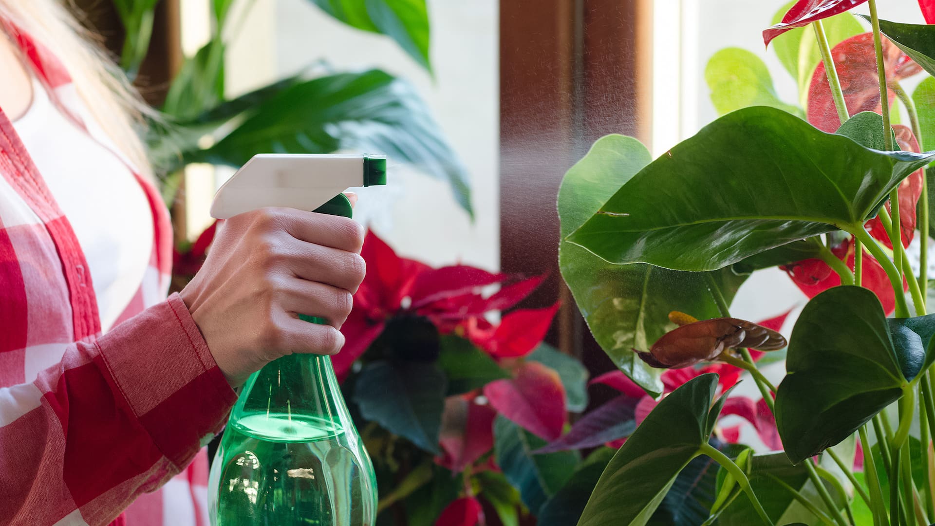Una buena fertilización ayuda a las plantas a crecer vigorosas y más fuertes y disminuye el riesgo de que sea atacada por insectos o enfermedades.