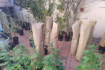Las plantas secuestradas en la terraza, varias de ellas ya embaladas por los investigadores para su traslado