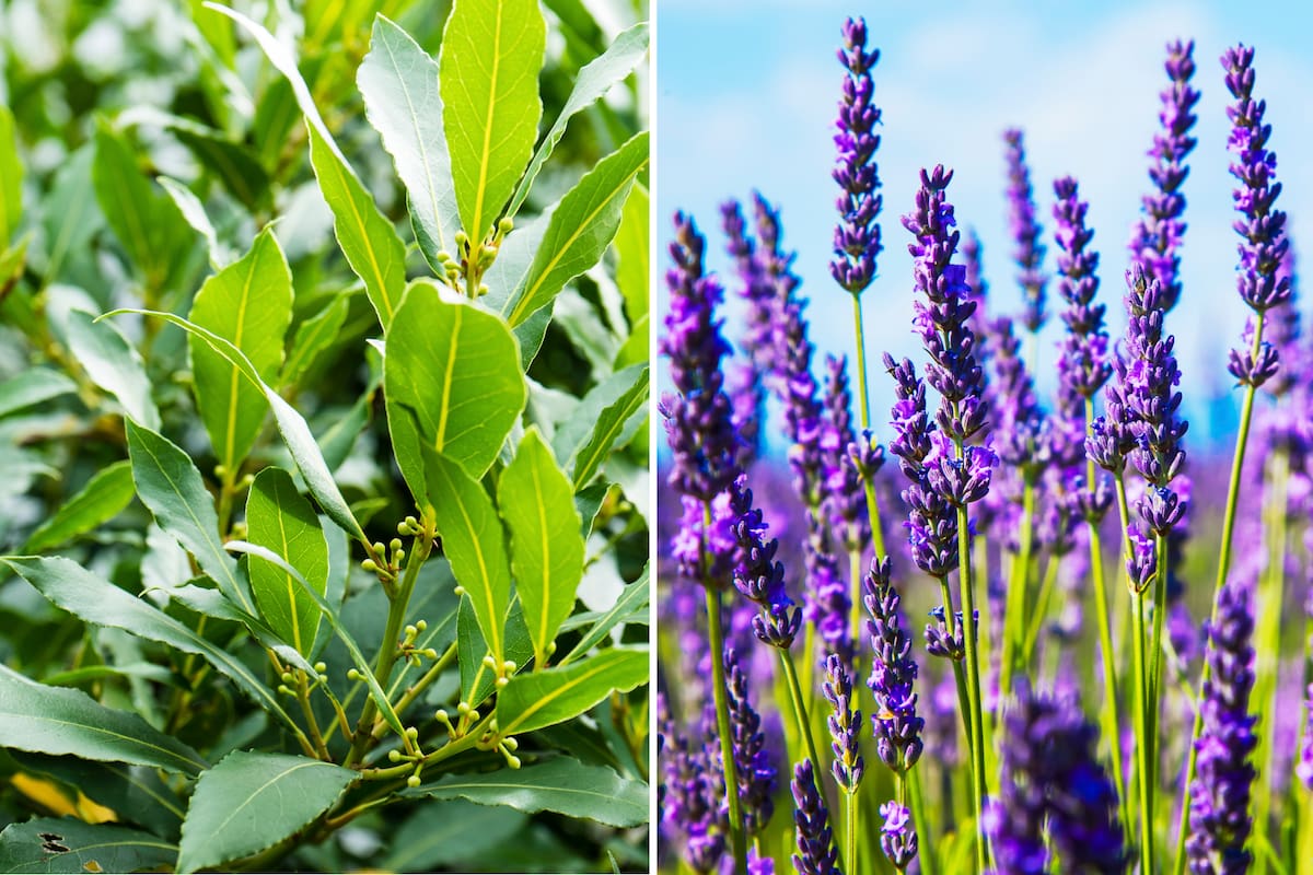 Las plantas siempre le dan una vista nueva a los espacios interiores, por lo que este truco para estar libre de cucarachas, también hará que la decoración de cualquier habitación tenga más vida