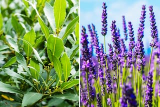 Estas son las plantas que hay que tener en casa para ahuyentar a las cucarachas