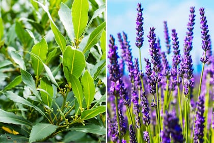 Las plantas siempre le dan una vista nueva a los espacios interiores, por lo que este truco para estar libre de cucarachas, también hará que la decoración de cualquier habitación tenga más vida