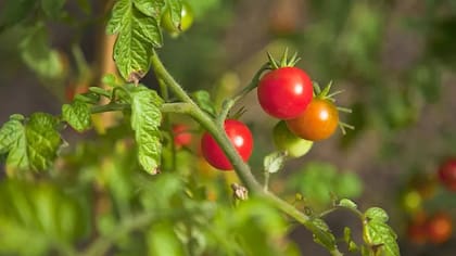 Las plantas son expertas en modificar entornos para adaptarse a las necesidades de una vida más compleja