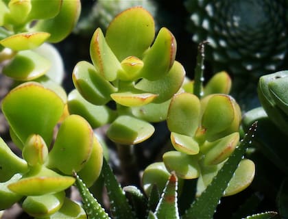 Las plantas son una opción para atraer las energías positivas debido a que representan crecimiento