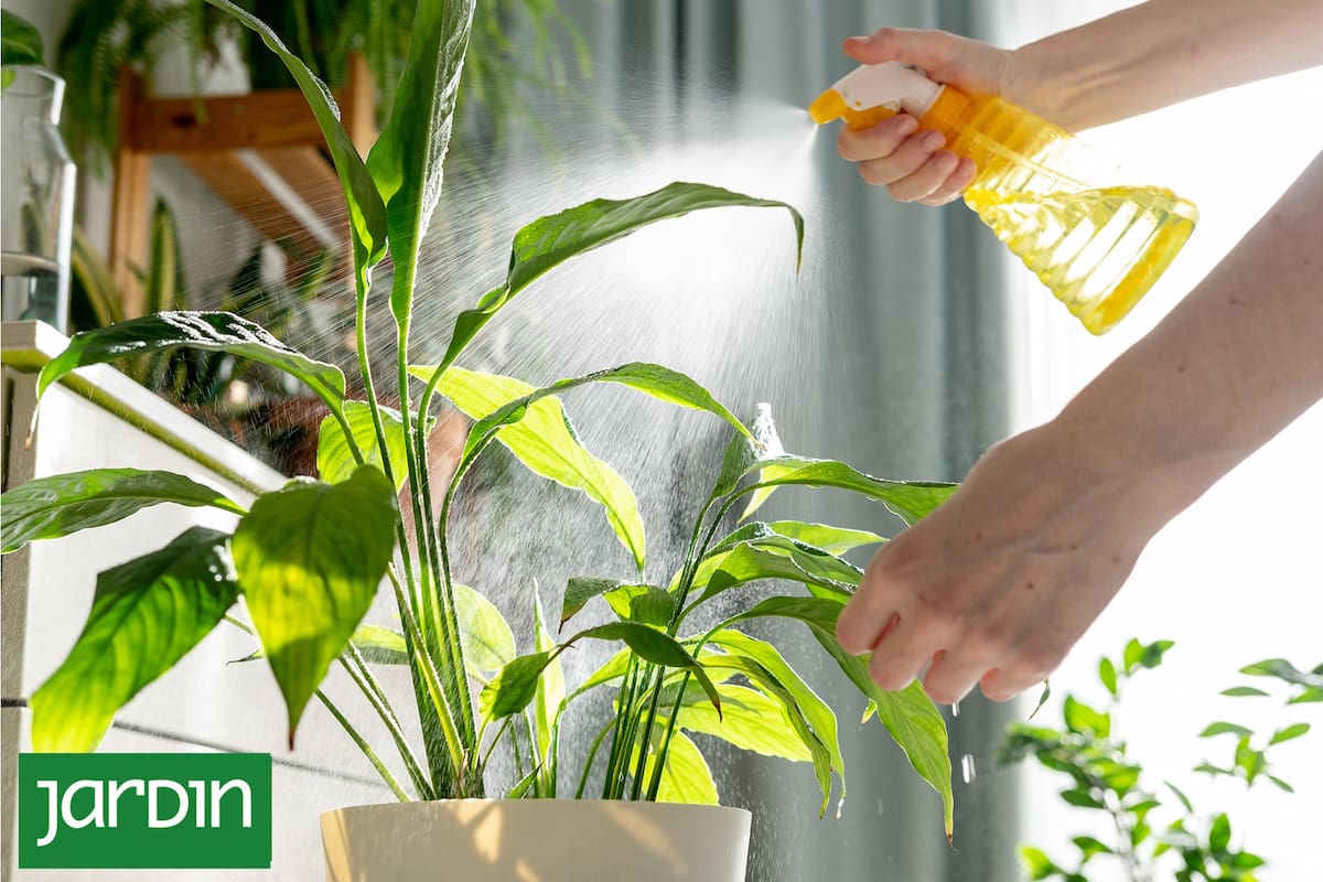 Plantas de interior en invierno: el problema que provoca la calefacción y cómo solucionarlo