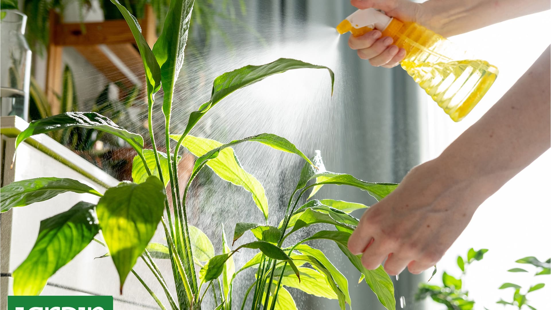 Plantas de interior en invierno: el problema que provoca la calefacción y cómo solucionarlo