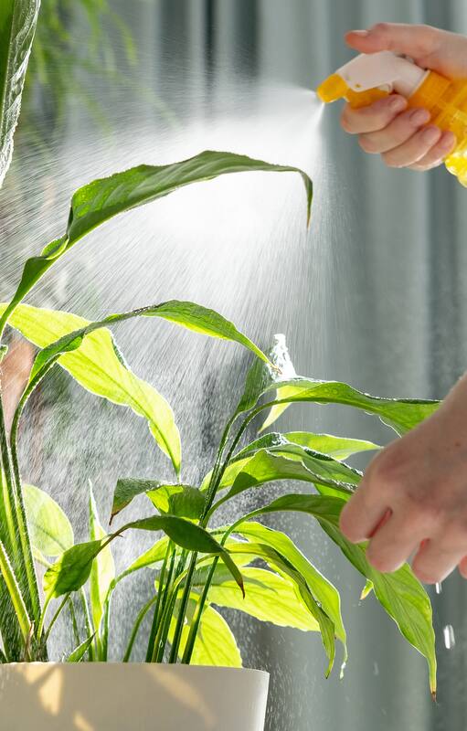 Plantas de interior en invierno: el problema que provoca la calefacción y cómo solucionarlo