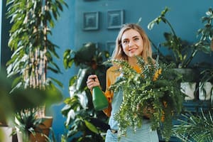 Las plantas también sirven para decorar un espacio interior