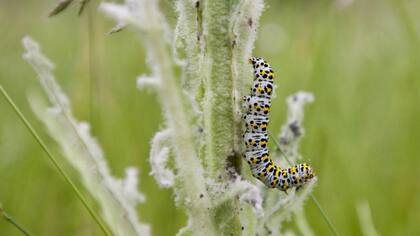 Las plantas también tienen mecanismos de defensa contra los insectos