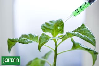 Cómo fortalecer su sistema inmunológico de forma natural frente al avance del cambio climático