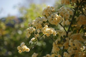 Las plantas trepadoras pueden ser de gran utilidad, ya que permiten cubrir estructuras, generar sombra y aportar belleza con sus flores y follaje