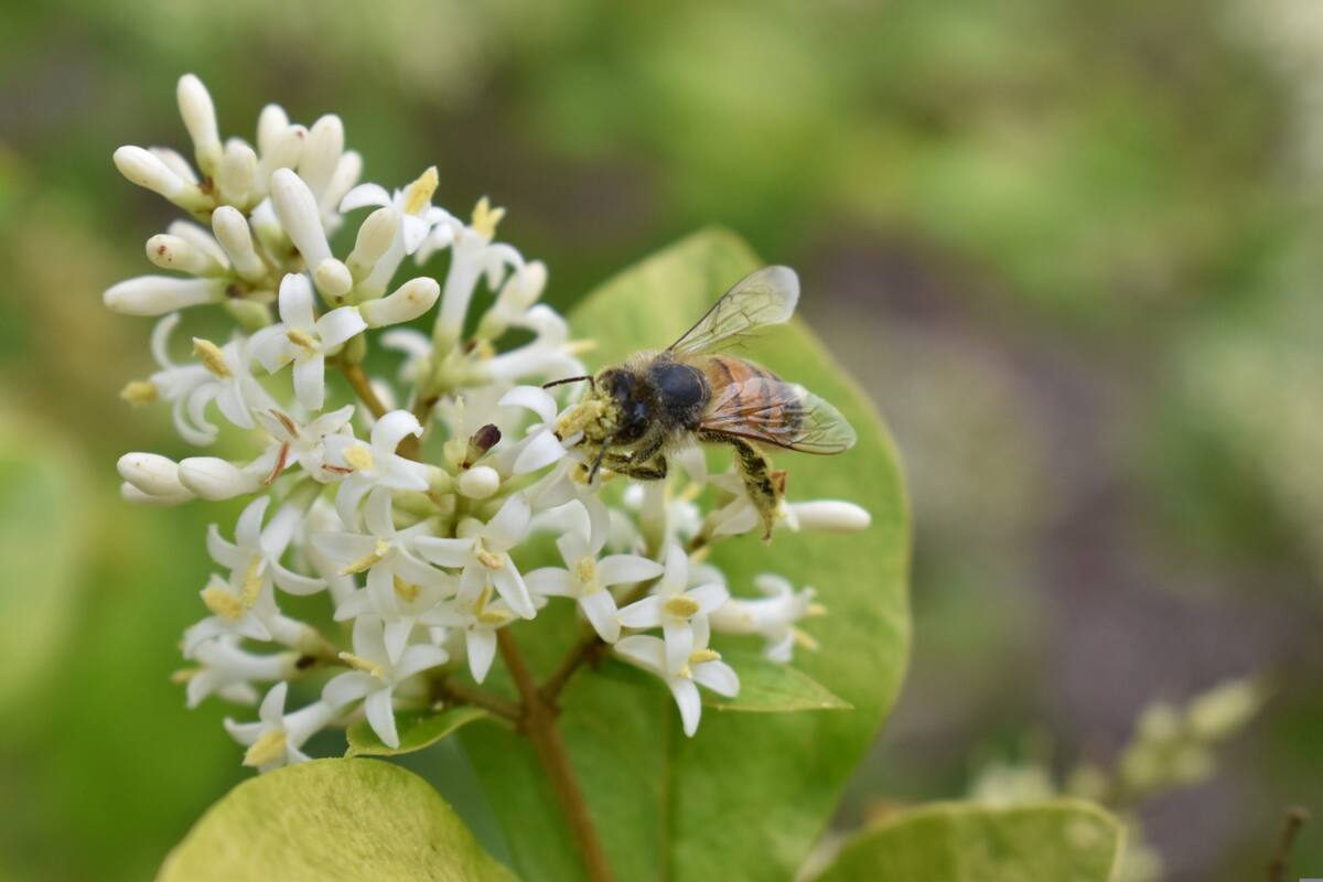 Las plantas trepadoras son perfectas para decorar fachadas y balcones