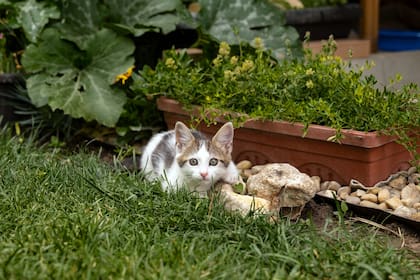 Las plantas y mascotas pueden atraer insectos
