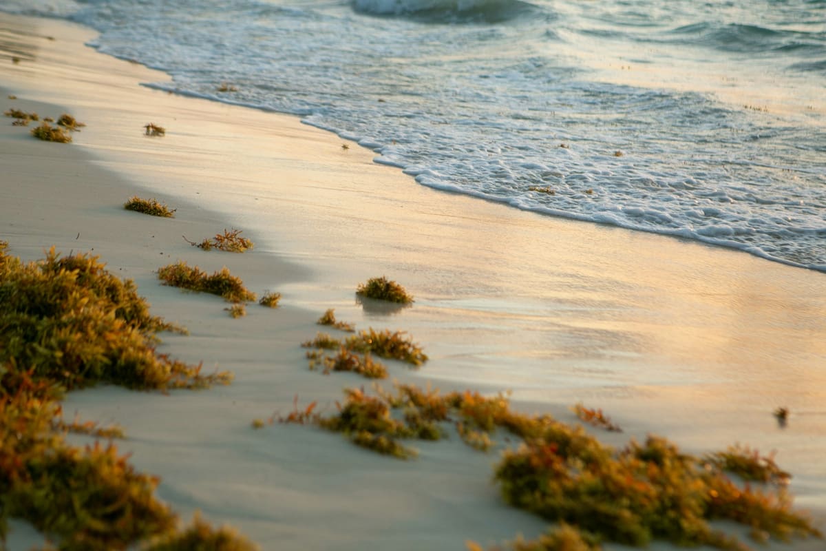 Las playas de Florida podrían tener nuevamente una invasión de sargazo este verano boreal