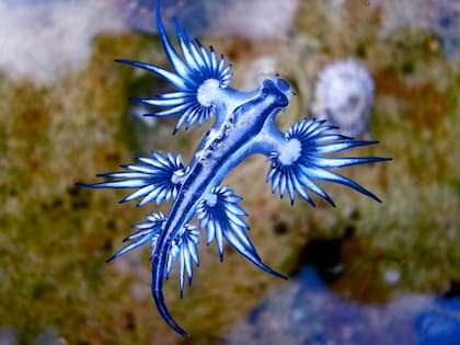 Las playas de Florida presenciaron el regreso de los dragones marinos azules (Archivo)