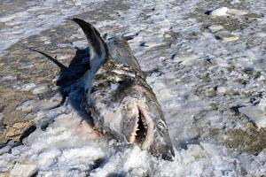 Las playas de Massachusetts también mostraron efectos de las bajas temperaturas