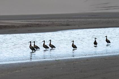 Las playas están repletas de aves que no se ven en otros lugares más poblados de la costa.