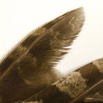 Las plumas dentadas de la lechuza le permiten volar silenciosamente