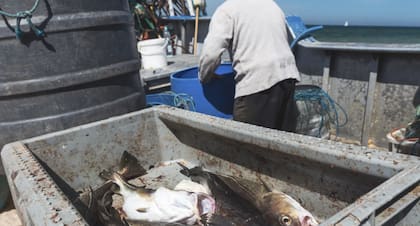 Las poblaciones de bacalao en torno a Bornholm prácticamente desparecieron en 2019, lo que puso fin a una industria de 140 años.