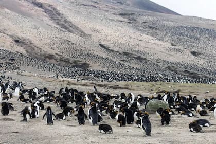 Las poblaciones de pingüinos macaroni aumentaron a medida que disminuían las de pingüinos barbijo