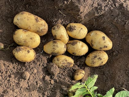 Las preparaciones de papa congelada registraron una suba del 5% en las ventas al exterior, a más de US$110 millones; en tanto, en papas frescas o refrigeradas la expansión fue de un 7%