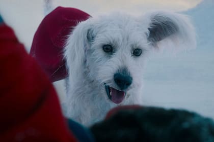 Las primeras imágenes de Krypto en el teaser oficial de Superman: Legacy