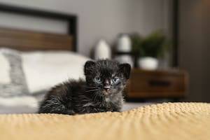 Las primeras semanas de vida de los gatos son fundamentales para su buen desarrollo