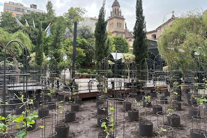 Las primeras vides plantadas en el patio del hotel InterContinental. De fondo, la iglesia de San Juan Bautista