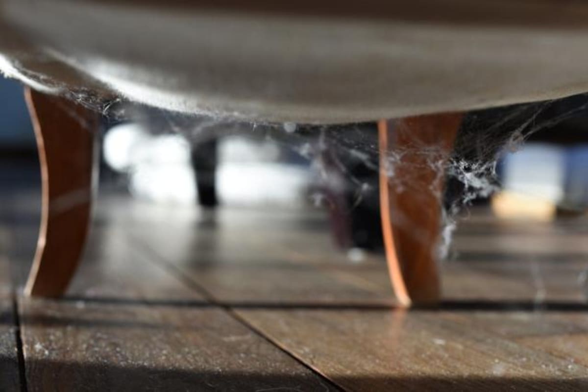 Las principales características de este hábitat son su temperatura y humedad, que son relativamente estables y fuente regular de energía (alimentos)