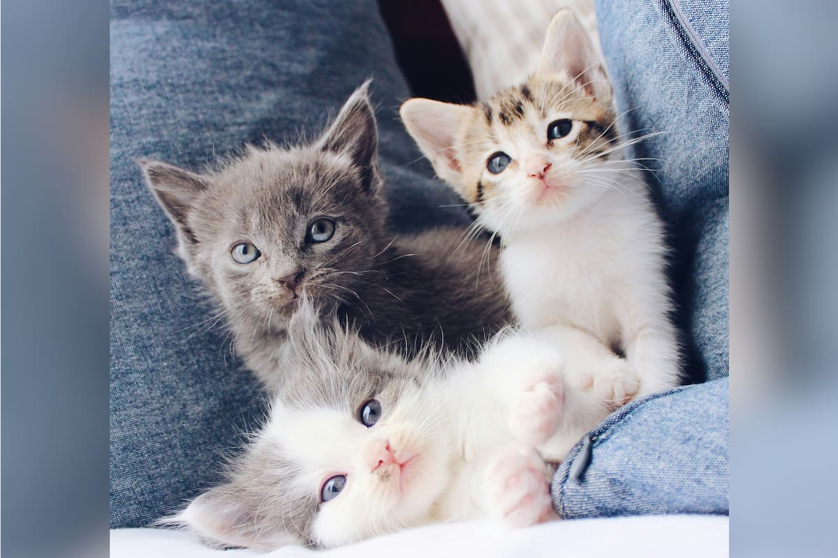 Las principales claves si estás pensando en adoptar un gatito