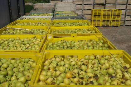 Las producciones del Alto Valle, como las peras, buscan recuperar mercado