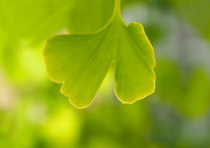 Las propiedades antioxidantes del Ginkgo Biloba se utilizan para combatir el envejecimiento de la piel