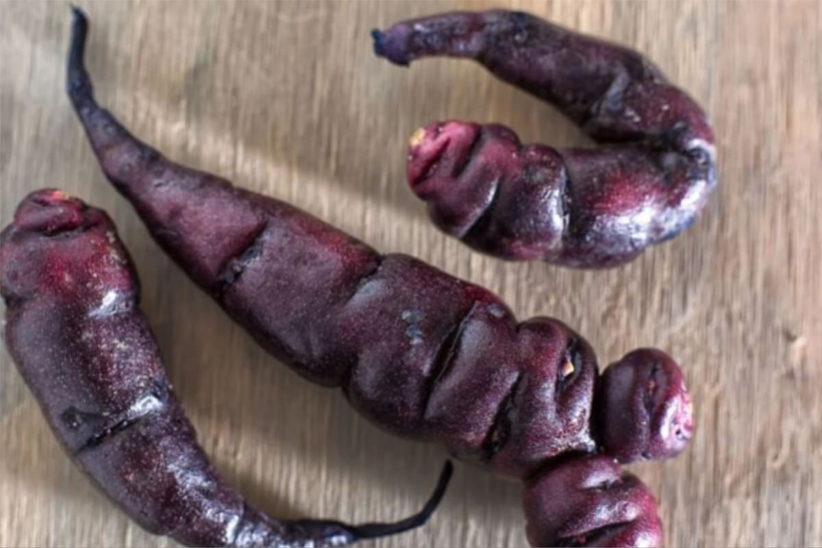 Las propiedades de la mashua negra