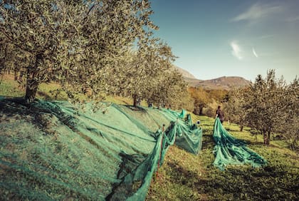 Las provincias con más superficie en plantaciones son: Catamarca, La Rioja, San Juan y Mendoza. También existen siembras en menor escala en Córdoba, Buenos Aires y la Patagonia