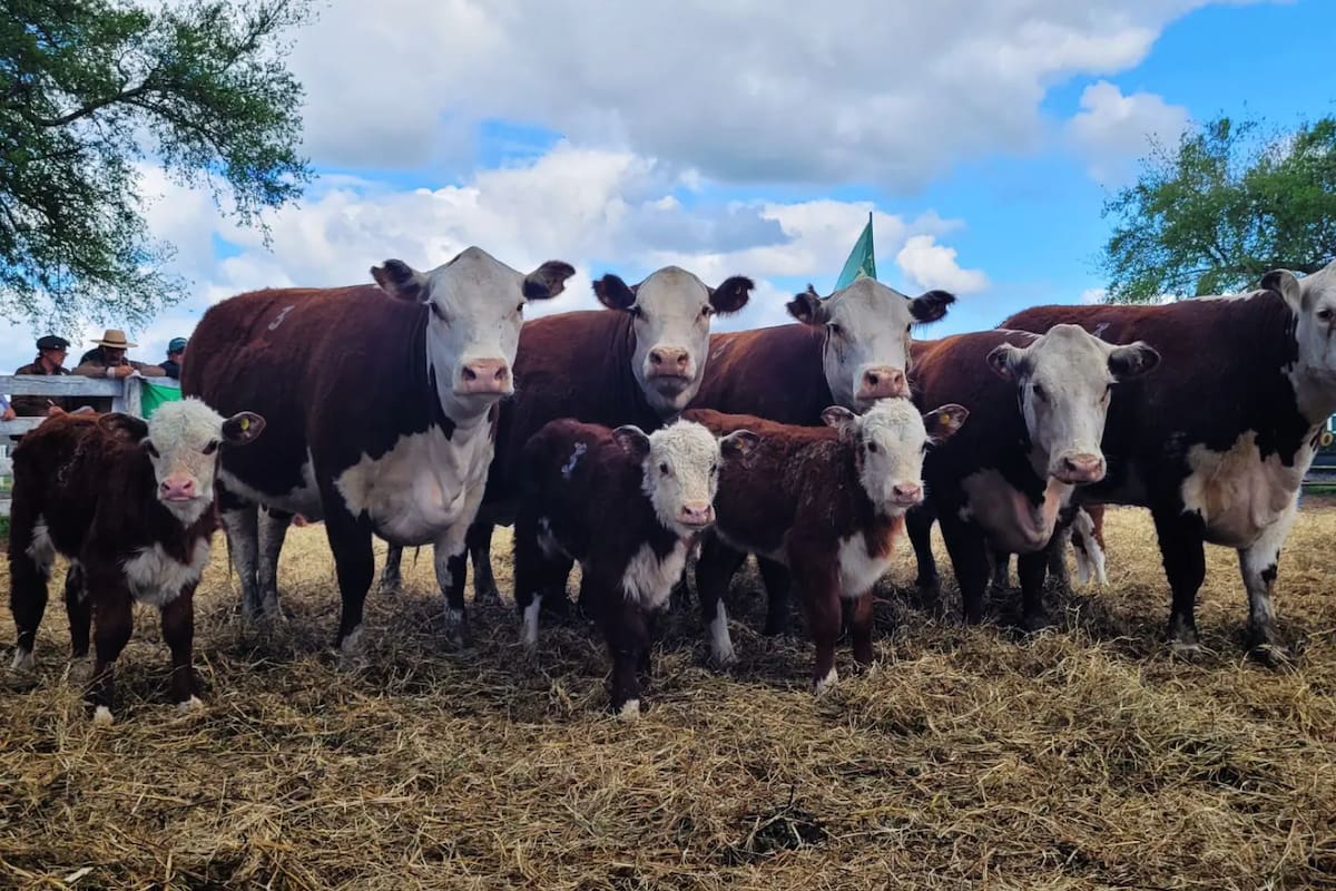 Las pruebas consisten en evaluar características de animales (toros y vacas) de distintas cabañas como el peso al destete, la ganancia diaria de peso e incluso también se hacen ecografías para medir el área de ojo de bife y el espesor de la grasa dorsal