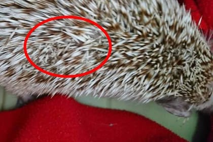 Las púas de Hope habían sido cortadas con un cutter