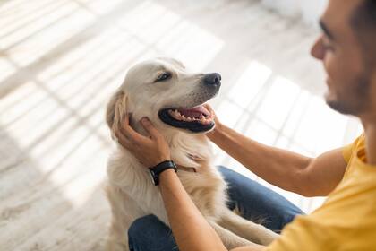 Las pulgas de nuestras mascotas pueden afectar a los humanos