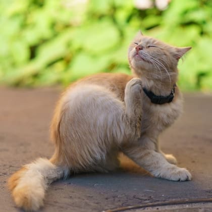 Las pulgas producen picazón constante en los animales