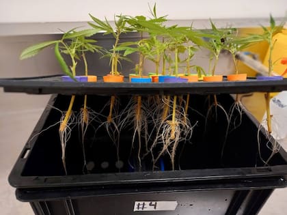 Las raíces cobran mucho mayor porte en las plantas que van a exterior que las que se cultivan indoor.