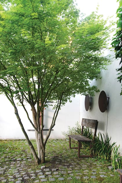 Las raíces de un árbol adulto pueden levantar pisos, senderos y bordes cuando encuentran obstáculos o espacio insuficiente para desarrollarse