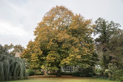Las raíces también ocupan espacio y su forma de crecer es un factor clave al elegir dónde plantar un árbol